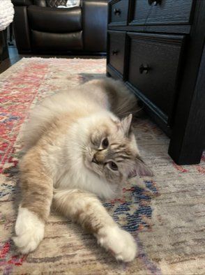 Fluffy White Cat stretching out on floor