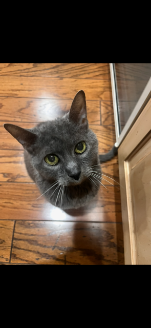 Pet Sitting for Grey Cat in Round Rock, Texas