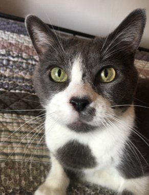 White and Grey Cat Face