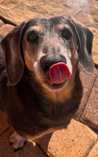 Happy Dog stands on a brick patio and touches its tongue to its nose while looking at a Pet Sitter