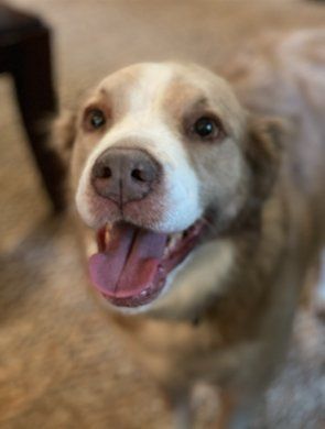 Happy light colored dog looking at camera