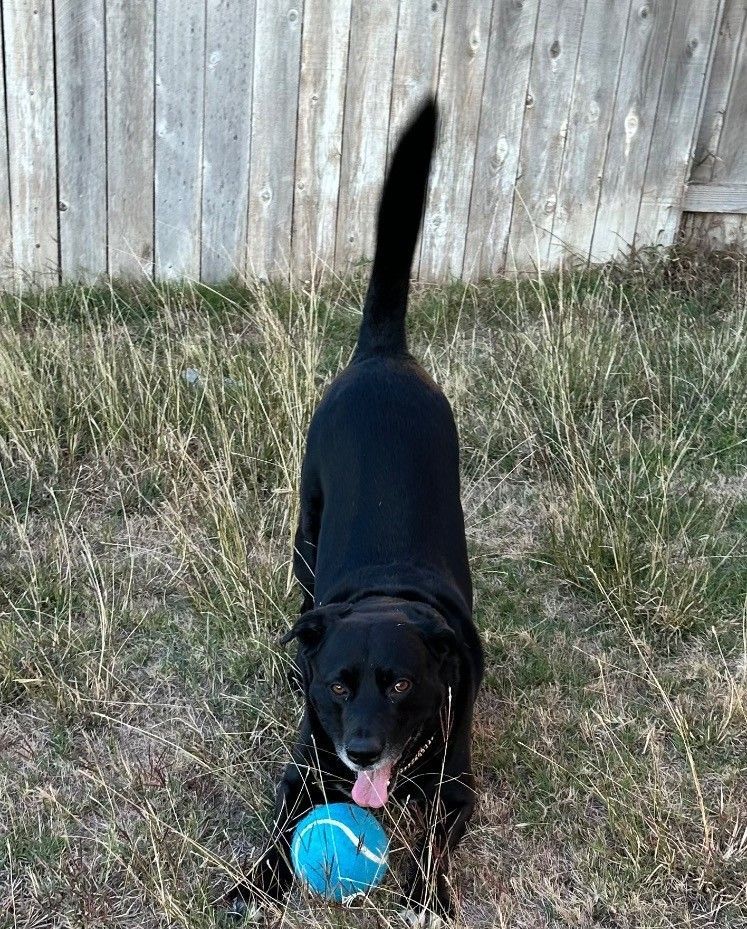 Large Black Dog plays with a light blue ball on the lawn