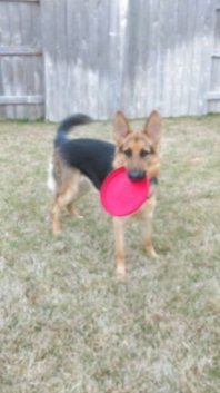 Pet Sitter playing frisbee with large dog