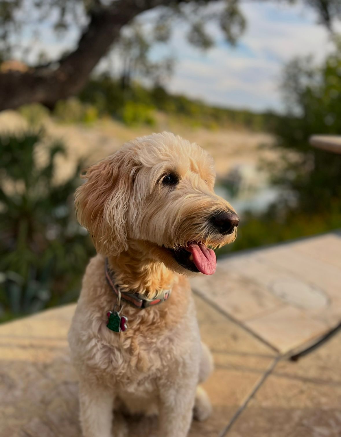 Light Orange Dog enjoys a break while playing outside with a Pet Sitter