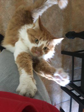 Orange and White Fluffy Cat Reaching up