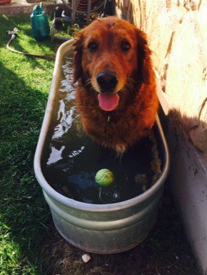 Large Brown Dog getting a bath in a tub of water