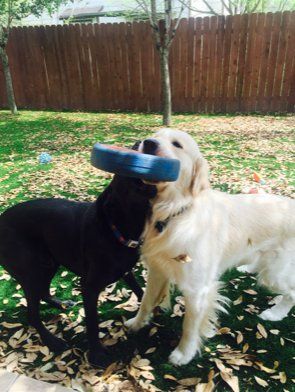 White Dog playing with smaller black dog