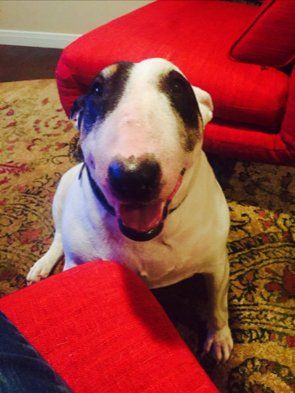 Dog sitting on patterned carpet playing with toy