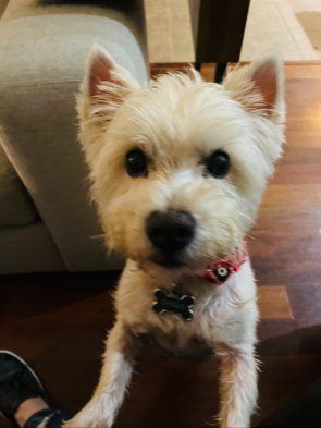 Small white dog with collar looking  at camera
