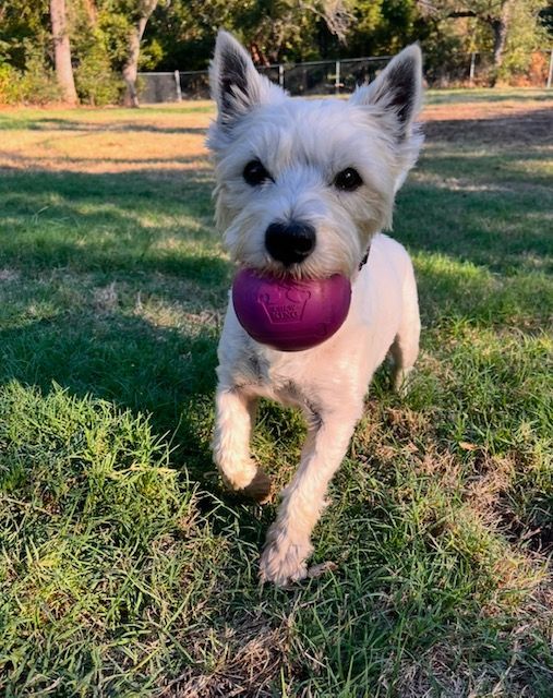 Little White Dog plays fetch outside with a small purple ball.