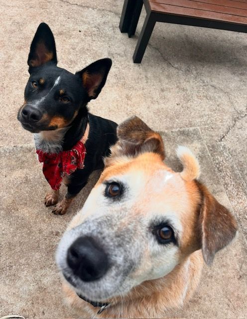 Two Pup Pals Enjoying the Outdoors with Dog Sitter