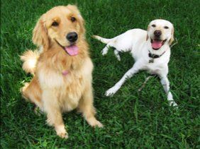 Two dogs outside on lawn