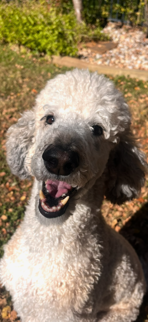 Short Haired White Poodle Grinning at Pet Sitter