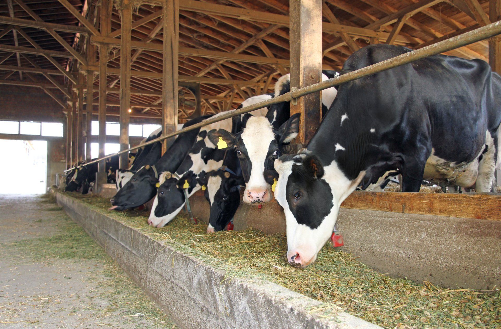 Cows