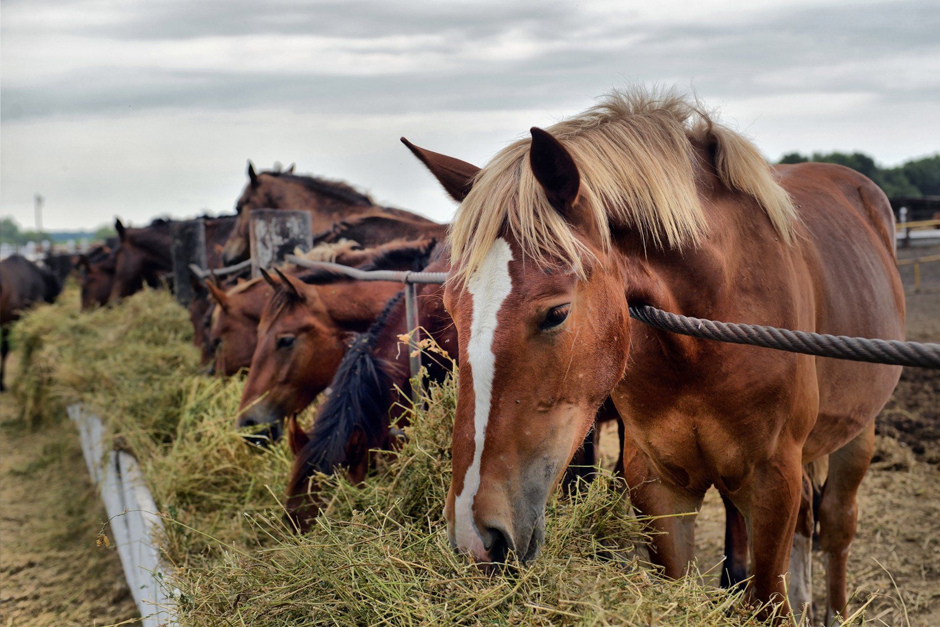 Horses