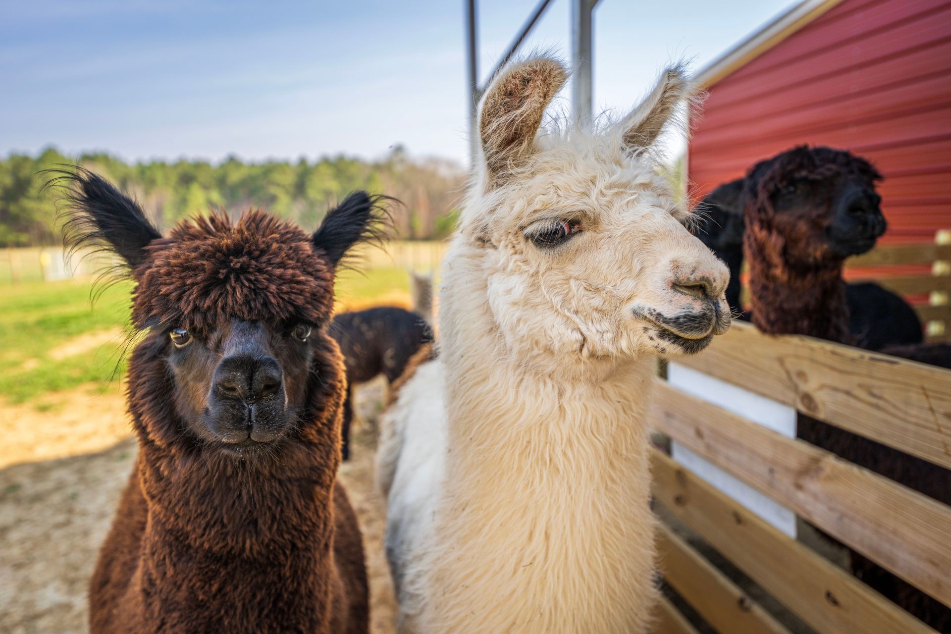 Three alpacas by a barn, including a black and a white one in the foreground