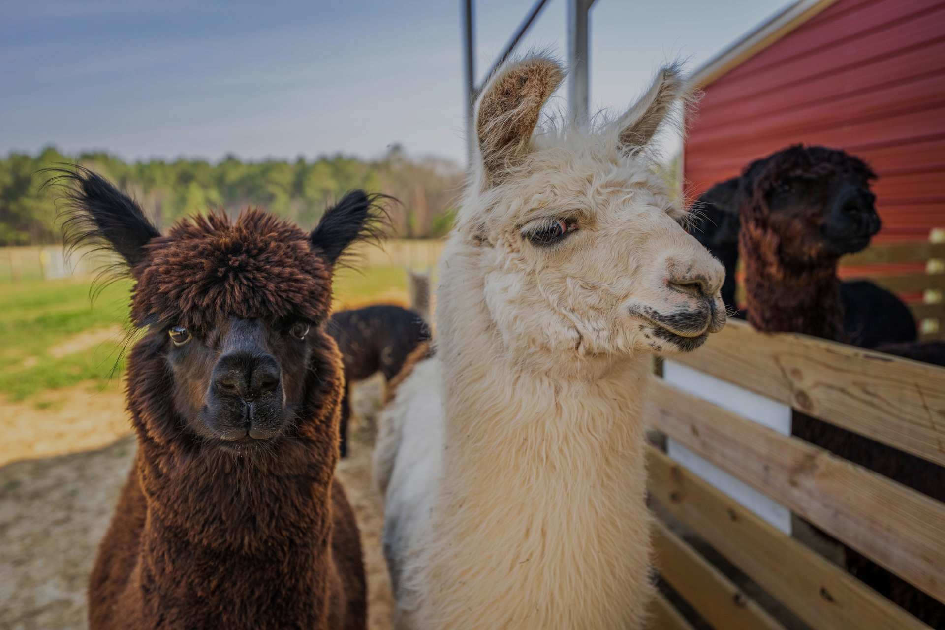 Alpacas at a farm fence, including a brown and a white alpaca in the foreground, with a black alpaca behind them