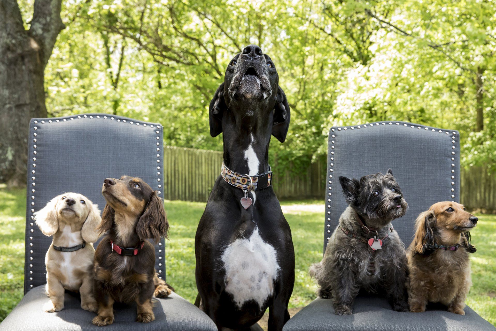 dogs