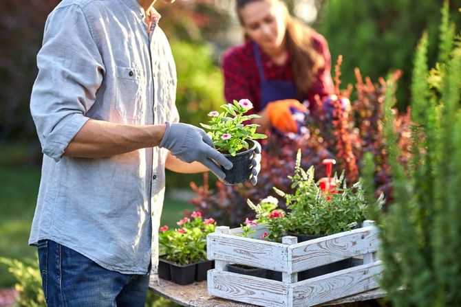 Gardener placing seedlings in a crate of flowers in a sunny garden