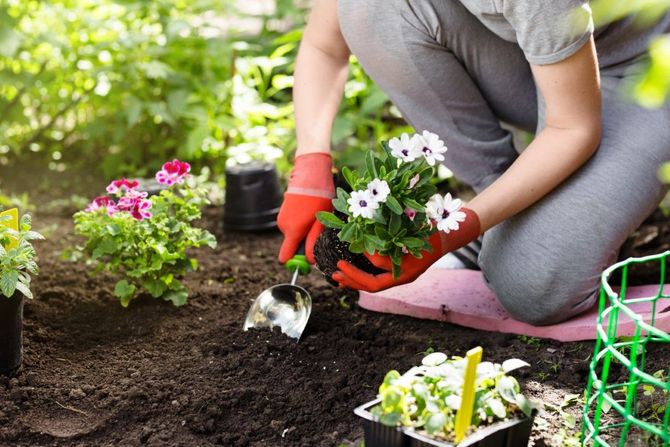 Gardener planting colorful flowers in soil with a trowel and pink gloves
