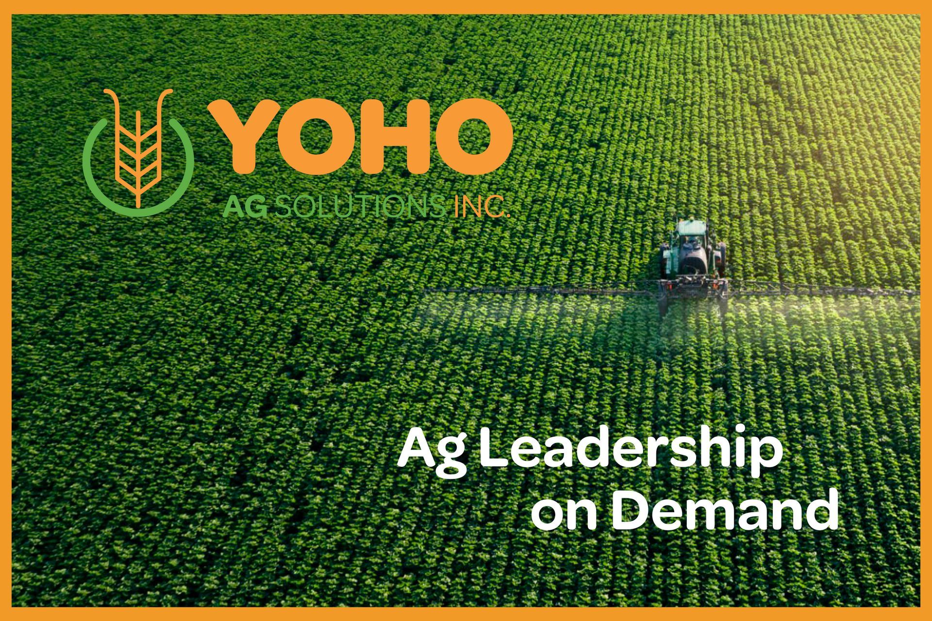 Yoho branding design