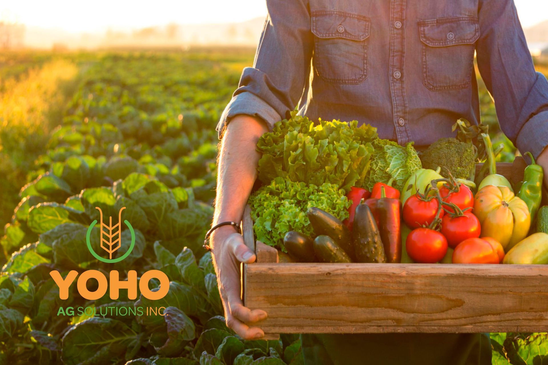 Yoho Ag Solutions branding design