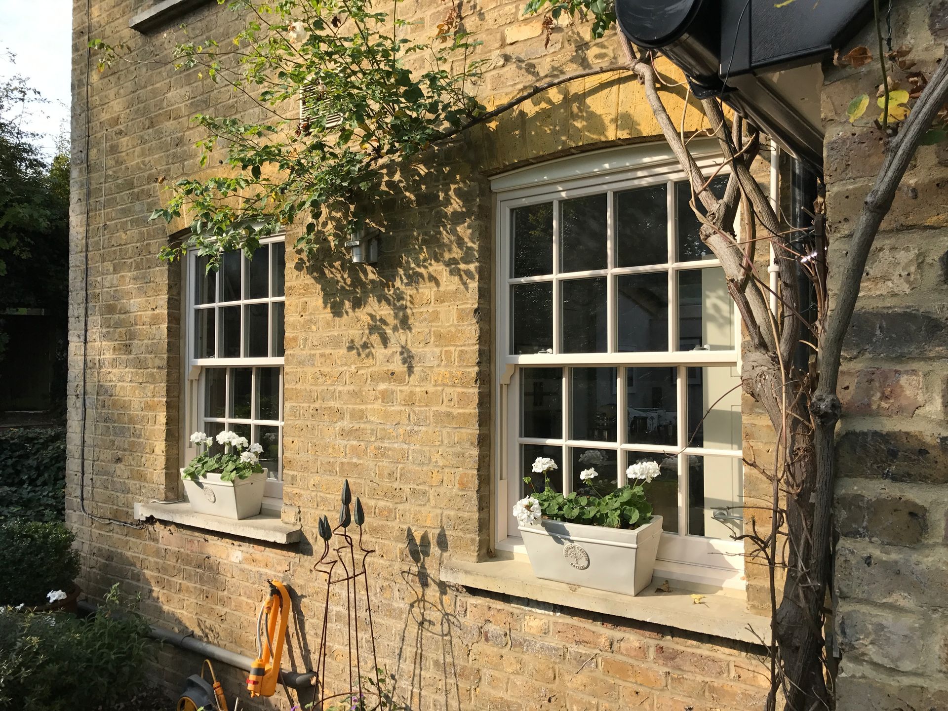 Two white-framed windows with flower boxes on a brick building; ivy and a climbing plant are growing on the side.