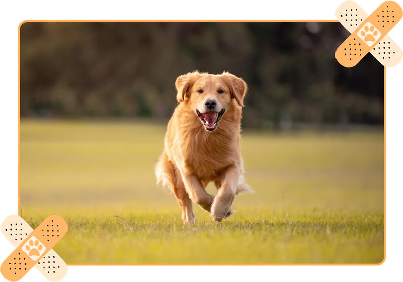 Golden retriever running across a grassy field with a blurred background