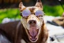 Brown dog wearing round sunglasses outdoors, mouth open in a happy pant
