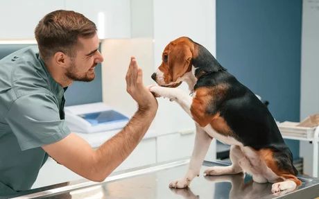 Man high-fiving a beagle on a vet exam table in a bright clinic