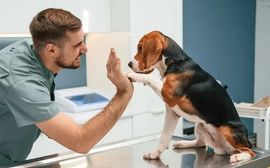 Man high-fiving a beagle on a clinic exam table in a bright veterinary office
