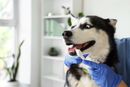 Husky being brushed by gloved hands in a bright grooming area