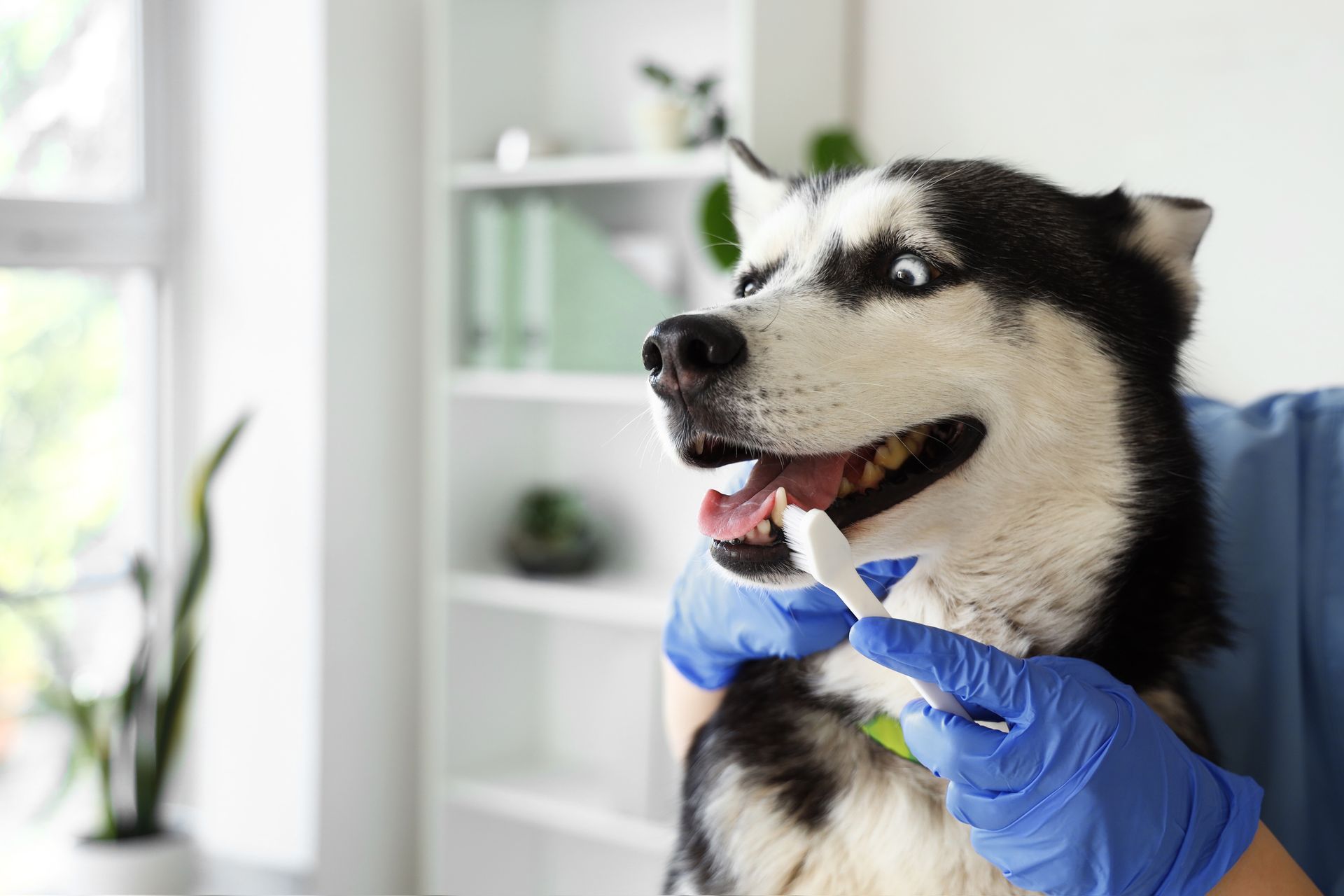 Husky being brushed by gloved hands in a bright grooming area