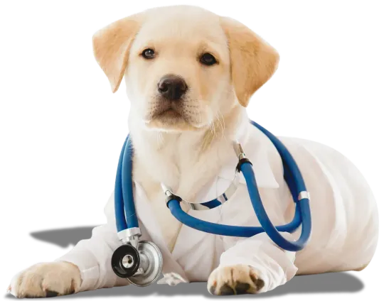 Yellow puppy in a blue stethoscope, lying on a white background like a veterinarian patient