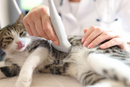 Veterinarian using an ultrasound probe on a calm tabby cat lying on a table