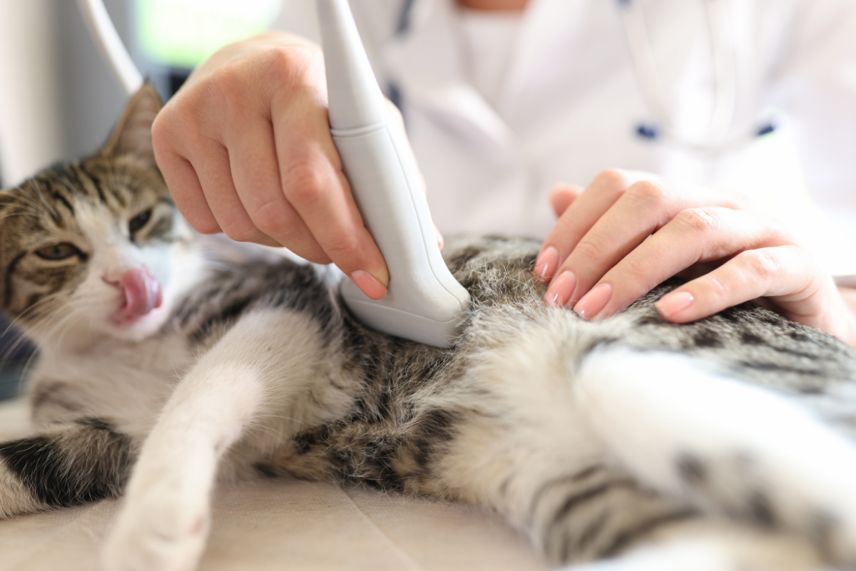 Veterinarian using an ultrasound probe on a calm tabby cat lying on a table