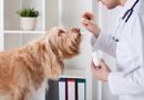 Veterinarian offering a treat to a small brown dog in a clinic office