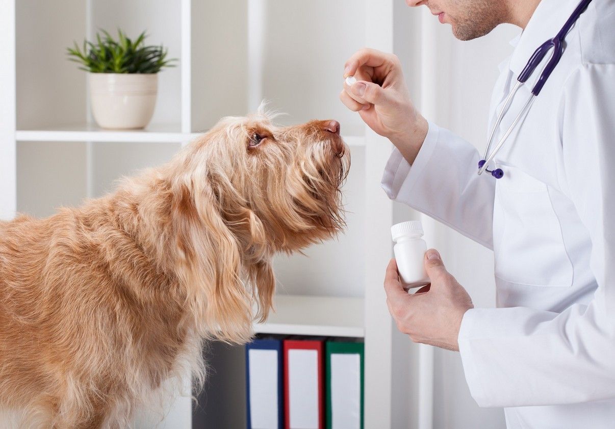Veterinarian offering a treat to a small brown dog in a clinic office