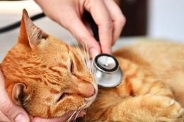 Orange cat being examined with a stethoscope by a veterinarian