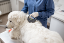 Veterinarian brushing a white dog on an exam table