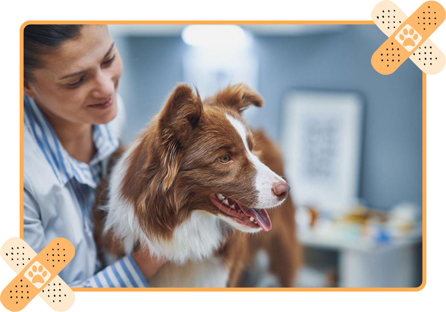 Veterinarian gently holding a brown-and-white dog in a clinic, with the dog panting calmly