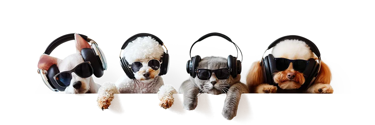 Four puppies wearing sunglasses on a white background, lying side by side.