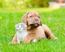 Puppy and white kitten sitting together on bright green grass outdoors
