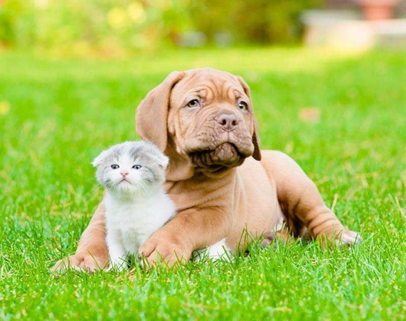 Puppy and white kitten sitting together on bright green grass outdoors