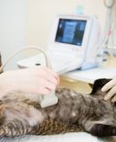 Veterinarian performing an ultrasound on a cat in a clinic