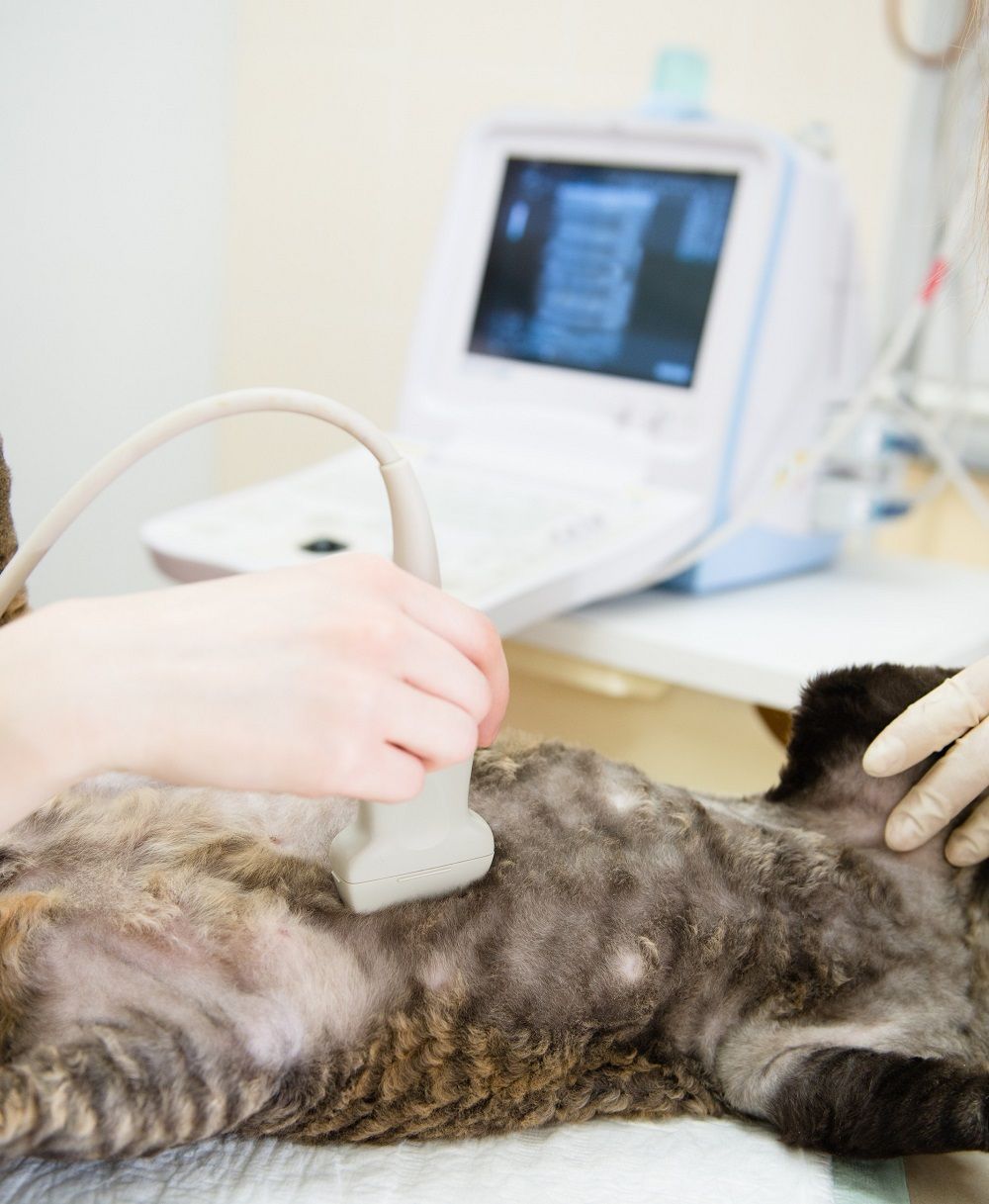Veterinarian performing an ultrasound on a cat in a clinic