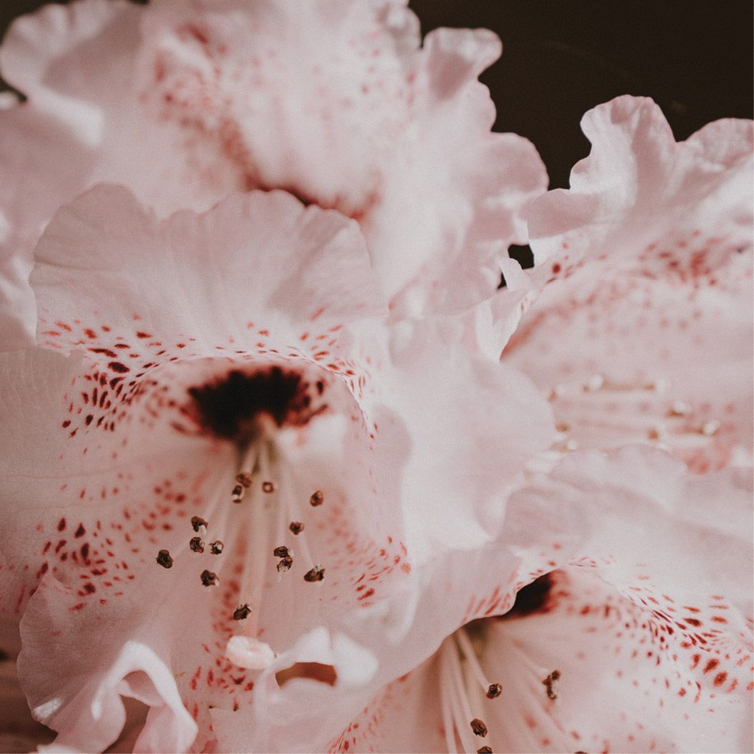 Photo of pink flowers used in the cover design of 2062 Magazine, a magazine designed by The End Creative Agency in Sydney