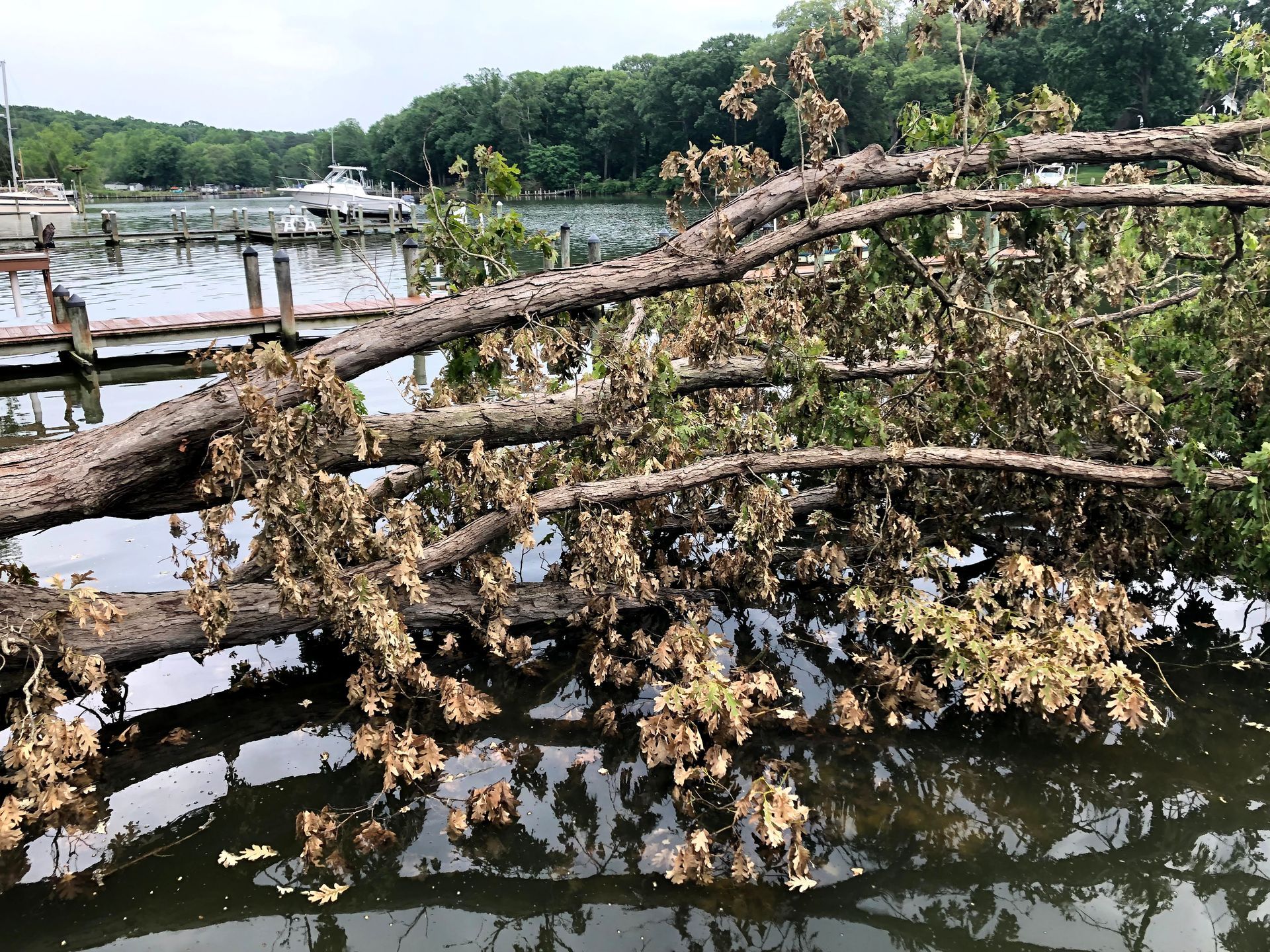 TREE HAULING