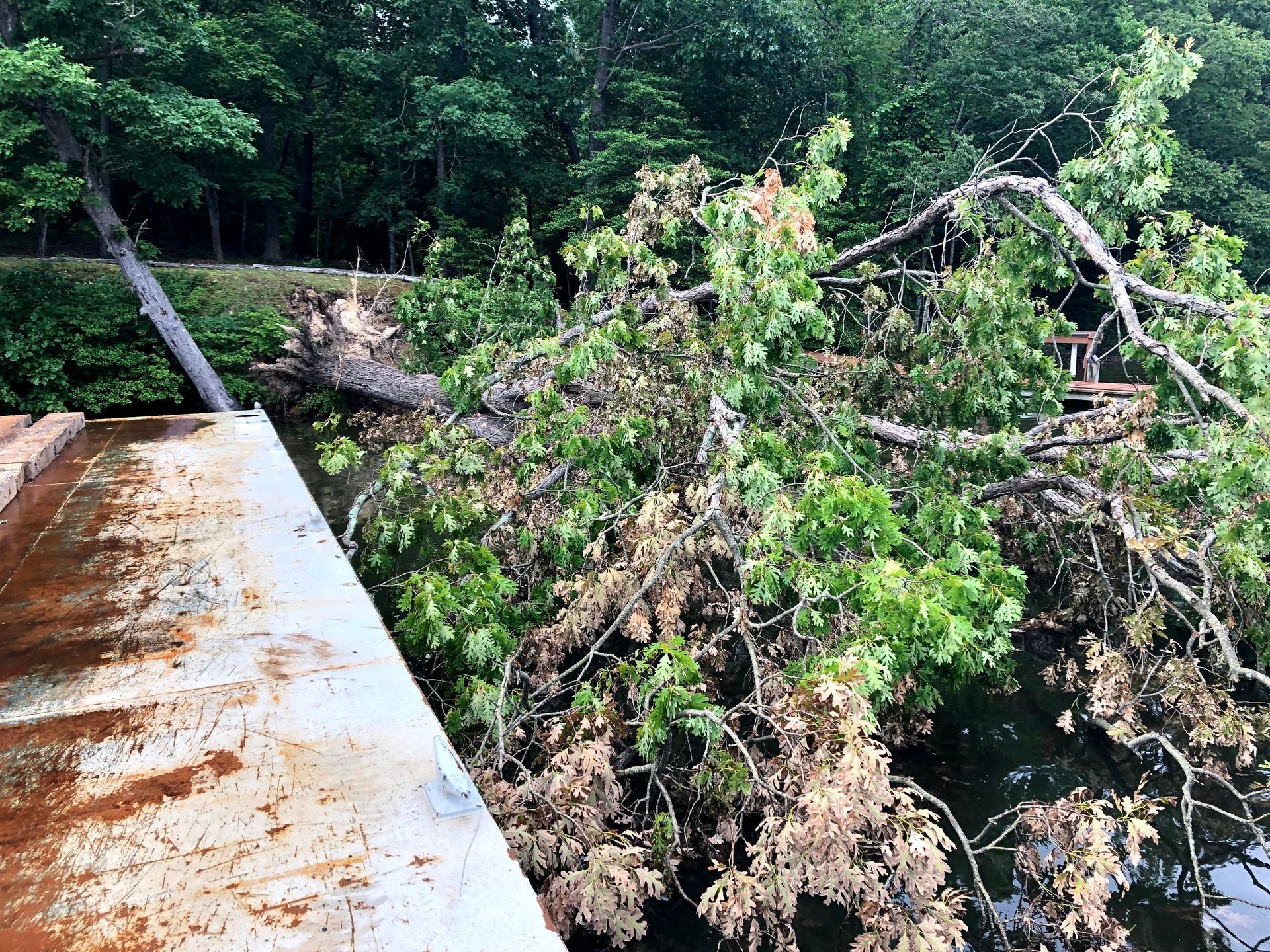 TREE REMOVAL