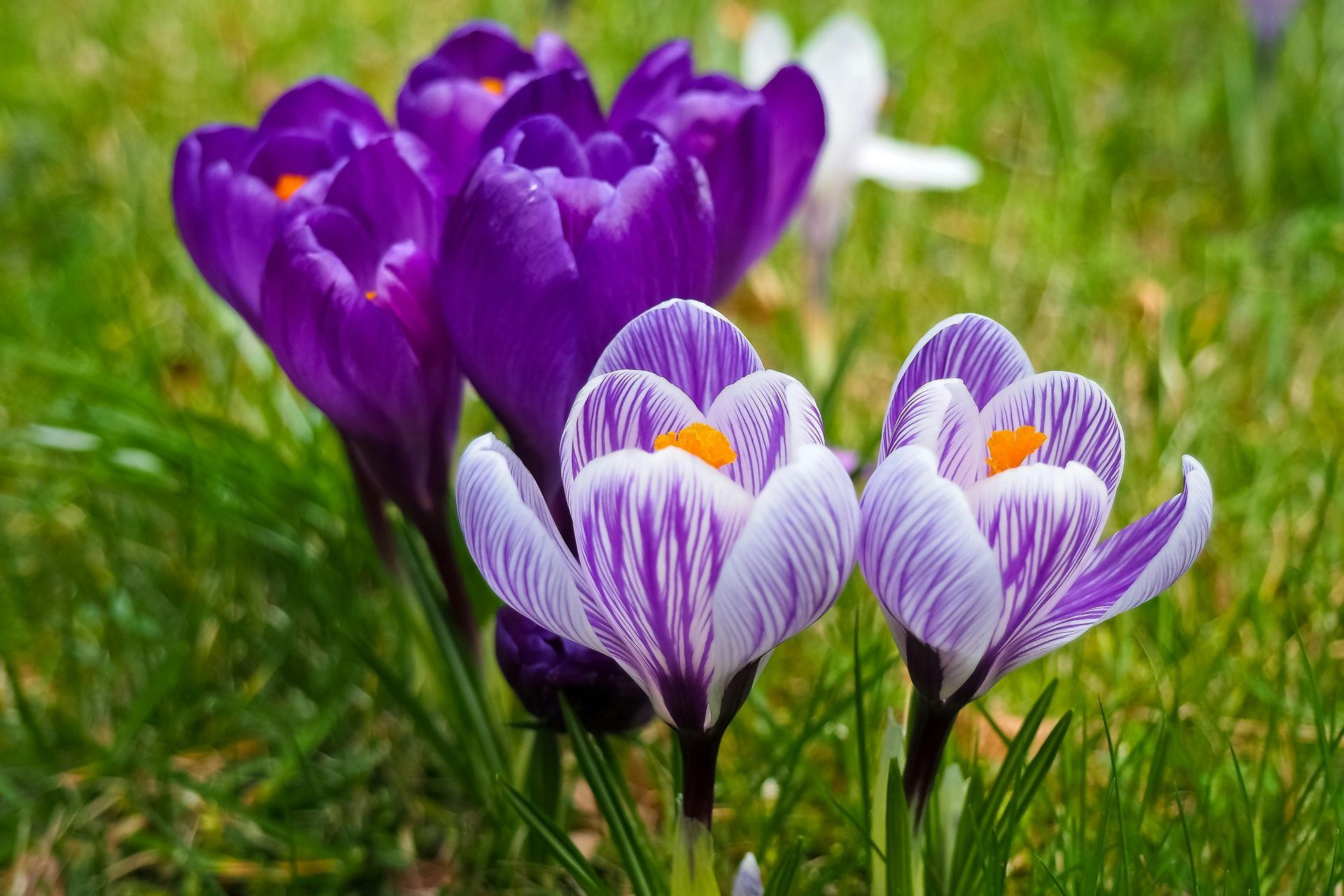 Three purple and white flowers are growing in the grass.